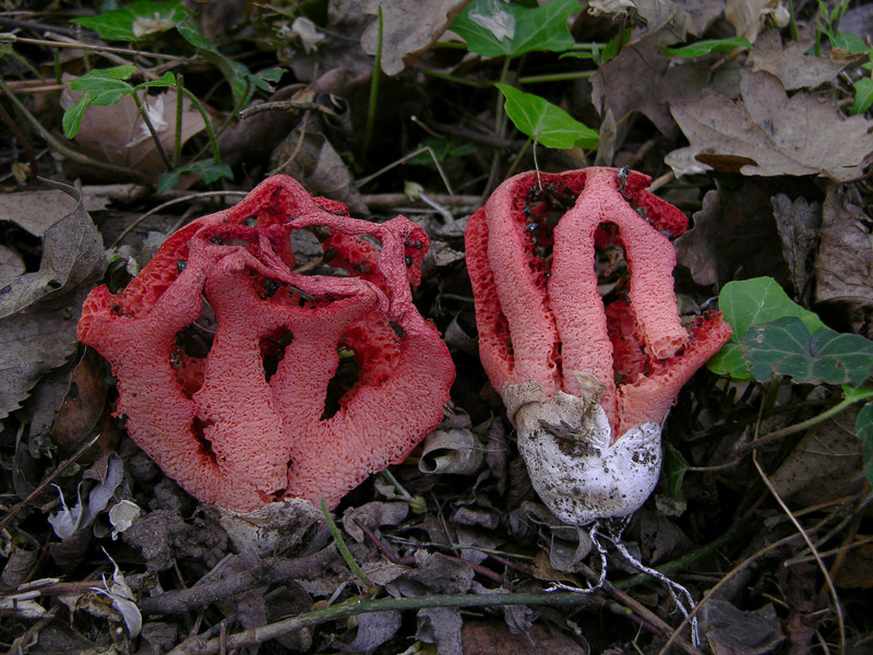 Clathrus ruber